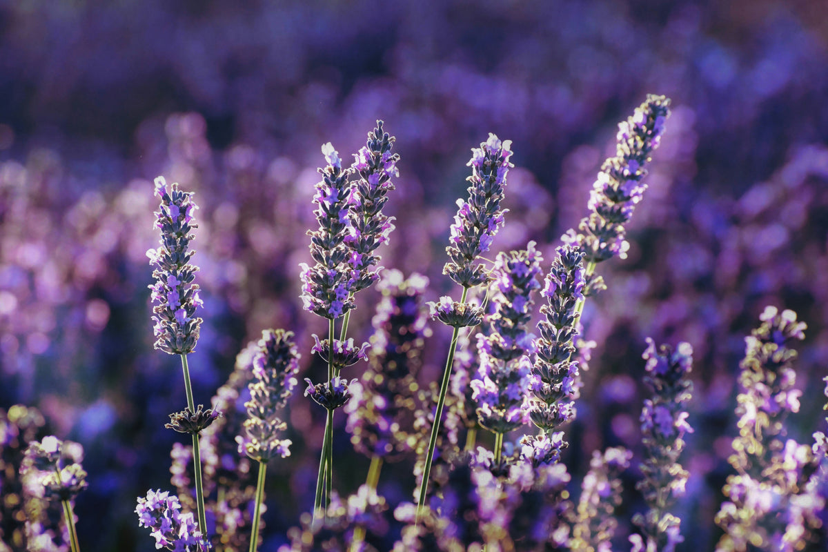 Blooms & Blends